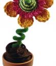 Hutblume im Topf von Raphaela Blumenbunt