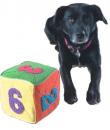 Therapiehund Lucky mit Zahlenwürfel von Sabine Arnold